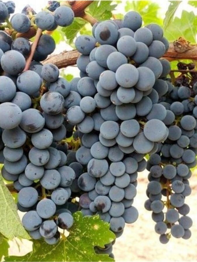 Üzüm fidanı üretimi Üzüm fidanı satışı Asma fidanı satışı